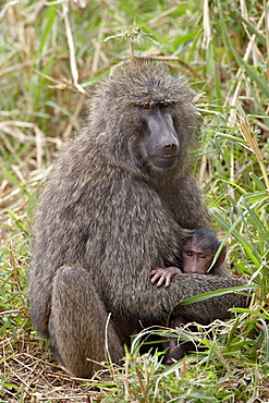 Mother and infant Olive Baboon (Papio cynocephalus anubis), Masai Mara National Reserve, Kenya, East Africa, Africa