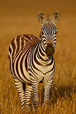 Grants Zebra (Plains Zebra) (Common Zebra) (Equus burchelli boehmi) in early light, Masai Mara National Reserve, Kenya, East Africa, Africa