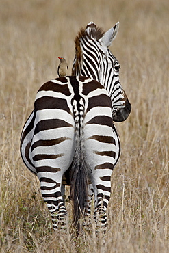 Red-Billed Oxpecker (Buphagus erythrorhynchus) on a Grants Zebra (Plains Zebra) (Common Zebra) (Equus burchelli boehmi), Masai Mara National Reserve, Kenya, East Africa, Africa