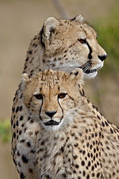 Cheetah (Acinonyx jubatus) cub and mother, Masai Mara National Reserve, Kenya, East Africa, Africa