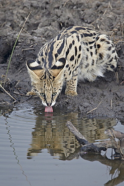 Serval (Felis serval) drinking, Masai Mara National Reserve, Kenya, East Africa, Africa