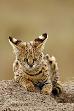 Serval (Felis serval) cub on termite mound showing the back of its ears, Masai Mara National Reserve, Kenya, East Africa, Africa