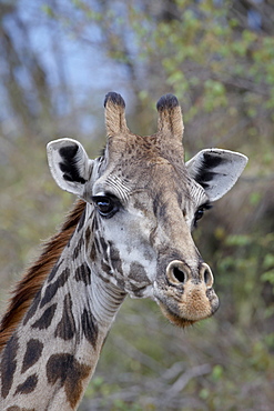 Head of female Masai giraffe (Giraffa camelopardalis tippelskirchi), Masai Mara National Reserve, Kenya, East Africa, Africa