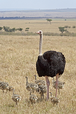 Common ostrich (Struthio camelus) male watching chicks, Masai Mara National Reserve, Kenya, East Africa, Africa