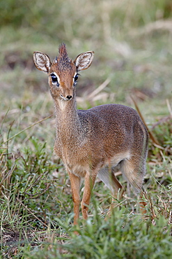 Kirk's dik-dik (Madoqua kirkii), Masai Mara National Reserve, Kenya, East Africa, Africa