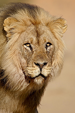 Lion (Panthera leo), Kgalagadi Transfrontier Park, encompassing the former Kalahari Gemsbok National Park, South Africa, Africa