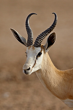 Male springbok (Antidorcas marsupialis), Kgalagadi Transfrontier Park, former Kalahari Gemsbok National Park, South Africa