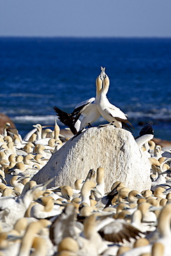 Cape gannet (Morus capensis) pair necking, Bird Island, Lambert's Bay, South Africa, Africa