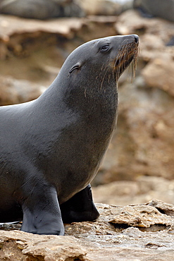 Wet Cape fur seal (South African fur seal) (Arctocephalus pusillus), Elands Bay, South Africa, Africa