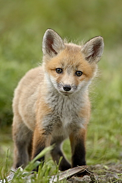 Red fox (Vulpes vulpes) (Vulpes fulva) pup, Bear River Migratory Bird Refuge, Utah, United States of America, North America