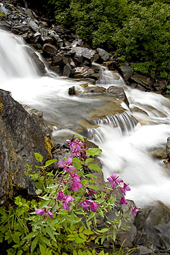 Cascades with dwarf fireweed near Mineral Creek, Valdez, Alaska, United States of America, North America