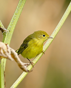 Yellow warbler (Dendroica petechia), near Palmer, Alaska, United States of America, North America