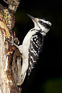 Female hairy woodpecker (Picoides villosus), Wasilla, Alaska, United States of America, North America