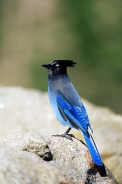 Steller's jay (Cyanocitta stelleri), Rocky Mountain National Park, Colorado, United States of America, North America