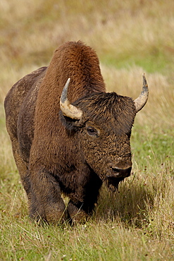 Male Wood Bison (Wood Buffalo) (Bison bison athabascae), Alaska Highway, British Columbia, Canada, North America