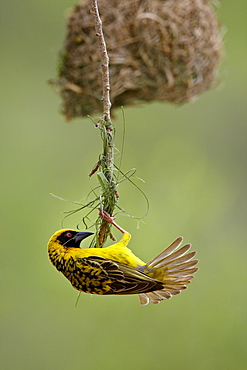 Male Spotted-backed weaver (Village weaver) (Ploceus cucullatus) building a nest, Hluhluwe Game Reserve, South Africa, Africa