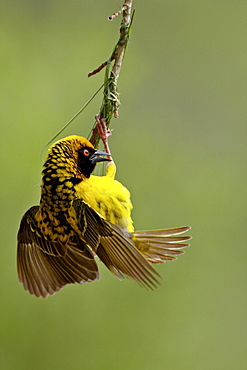 Male Spotted-backed weaver (Village weaver) (Ploceus cucullatus) building a nest, Hluhluwe Game Reserve, South Africa, Africa