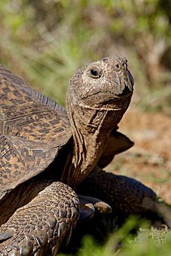 Leopard Tortoise (Geochelone pardalis), Addo Elephant National Park, South Africa, Africa