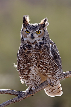 Great Horned Owl (Bubo virginianus) in captivity, Arizona Sonora Desert Museum, Tucson, Arizona, United States of America, North America