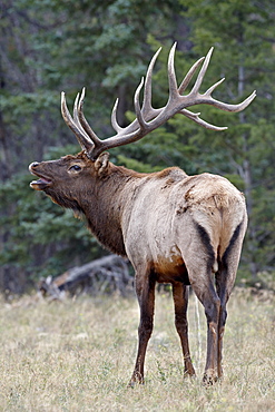 Bull Elk (Cervus canadensis) with the Flehmen response during the rut, Jasper National Park, Alberta, Canada, North America