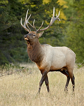 Bull Elk (Cervus canadensis) strutting in the fall near his harem, Jasper National Park, Alberta, Canada, North America