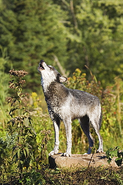 Gray wolf (Canis lupus) on a rock, howling, in captivity, Sandstone, Minnesota, United States of America, North America