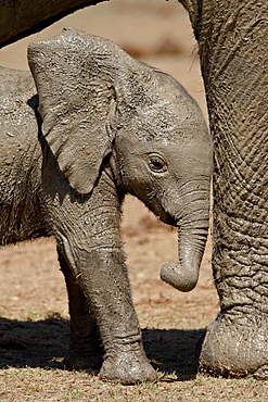 Baby African Elephant (Loxodonta africana) standing by its mother's leg, Addo Elephant National Park, South Africa, Africa