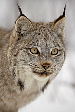 Canadian Lynx (Lynx canadensis) in snow in captivity, near Bozeman, Montana, United States of America, North America