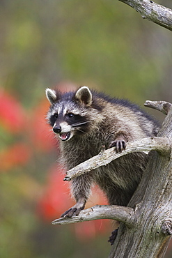 Raccoon (racoon) (Procyon lotor) in a tree with an open mouth, in captivity, Minnesota Wildlife Connection, Minnesota, United States of America, North America