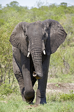 African Elephant (Loxodonta africana), Kruger National Park, South Africa, Africa