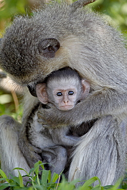 Infant Vervet Monkey (Chlorocebus aethiops), Kruger National Park, South Africa, Africa