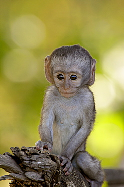 Infant Vervet Monkey (Chlorocebus aethiops), Kruger National Park, South Africa, Africa