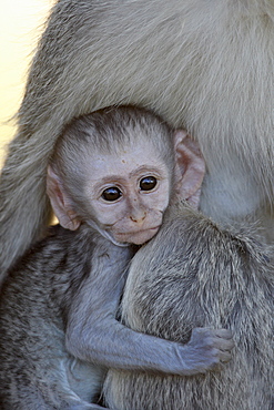 Infant Vervet Monkey (Chlorocebus aethiops), Kruger National Park, South Africa, Africa