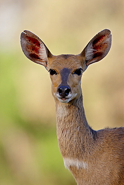 Female Bushbuck (Tragelaphus scriptus), Kruger National Park, South Africa, Africa