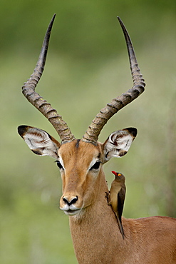 Male Impala (Aepyceros melampus) with a Red-Billed Oxpecker (Buphagus erythrorhynchus), Kruger National Park, South Africa, Africa