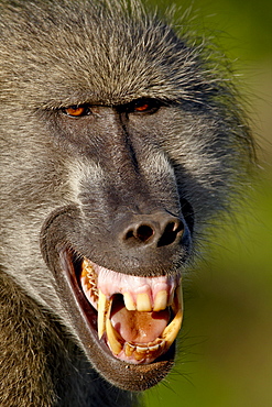 Chacma Baboon (Papio ursinus) baring its teeth to show aggression, Kruger National Park, South Africa, Africa