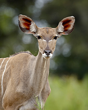 Female Greater Kudu (Tragelaphus strepsiceros), Kruger National Park, South Africa, Africa