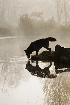 Gray wolf (Canis lupus) drinking in the fog, reflected in the water, in captivity, Sandstone, Minnesota, United States of America, North America