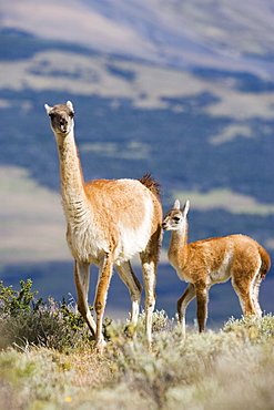 Guanaco (Lama guanicse) mother and calf, Torres del Paine National Park, Patagonia, Chile, South America