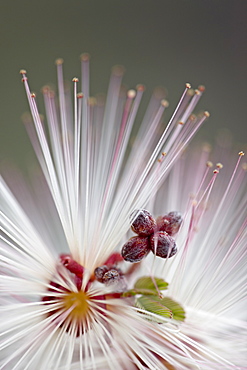 Fairy Duster (Calliandra eriophylla), Organ Pipe Cactus National Monument, Arizona, United States of America, North America