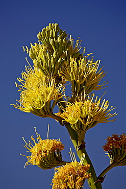 Desert Agave (Century Plant) (Agave Deserti), Anza-Borrego Desert State Park, California, United States of America, North America