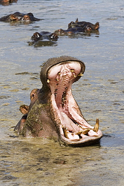 Hippopotamus (Hippopotamus amphibius) yawning, Serengeti National Park, Tanzania, East Africa, Africa