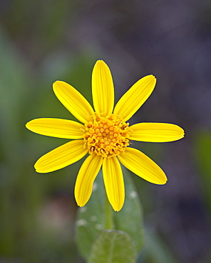 Mountain Arnica (Arnica montana), Shoshone National Forest, Wyoming, United States of America, North America