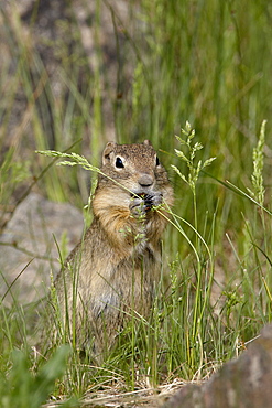 Richardson Ground Squirrel (Citellus richardsoni) eating, Camp Hale, White River National Forest, Colorado, United States of America, North America