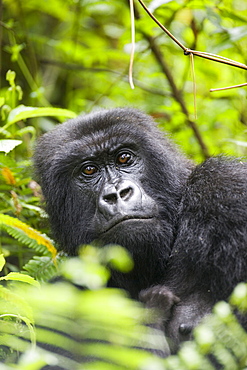 Adult female mountain gorilla (Gorilla gorilla beringei), Group 13, Volcanoes National Park (Parc National des Volcans), Rwanda, Africa