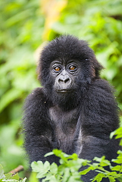Infant mountain gorilla (Gorilla gorilla beringei), Amahoro A group, Volcanoes National Park (Parc National des Volcans), Rwanda, Africa