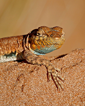 Colorado side-blotched lizard (Uta stansburiana uniformis), Canyon Country, Utah, United States of America, North America