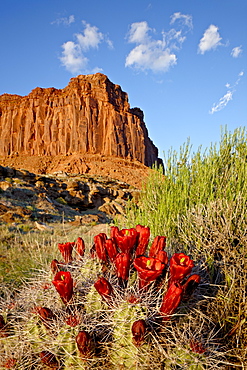 Claretcup cactus (Echinocereus triglochidiatus) and butte, Canyon Country, Utah, United States of America, North America