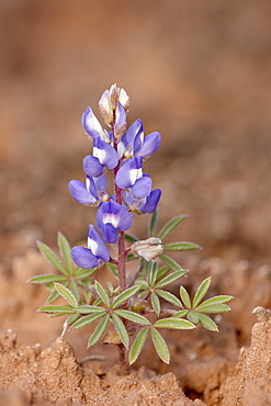 Dwarf lupine (small lupine) (rusty lupine) (Lupinus pusillus), The Needles District, Canyonlands National Park, Utah, United States of America, North America