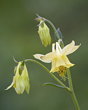 Yellow columbine (Aquilegia flavescens), Glacier National Park, Montana, United States of America, North America